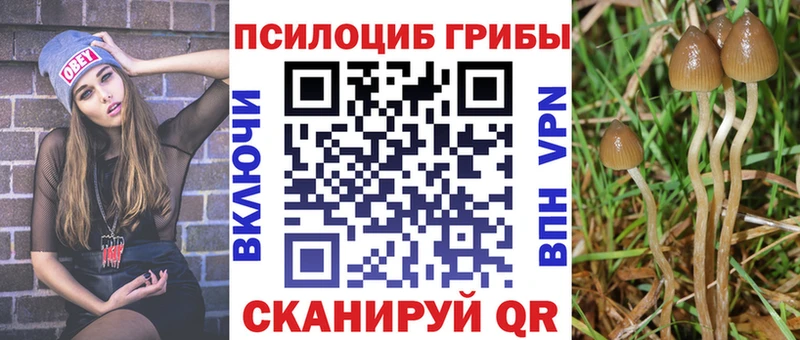 Псилоцибиновые грибы Cubensis  Хадыженск 